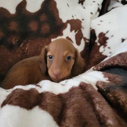 Ariat - Red male Dachshund puppy in Moriarty, New Mexico from SW Doxie Hounds