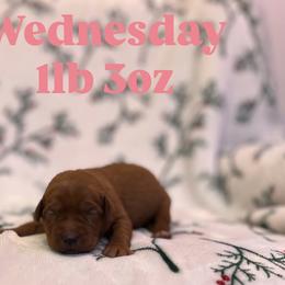 Wednesday - Yellow female Labrador Retriever puppy in Puyallup, Washington from 12 Door Farm Labradors