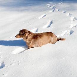 Charlie - Dachshund