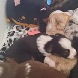 Miniature Australian Shepherds from Paige's Aussies