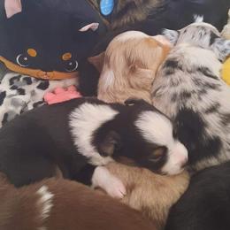 Miniature Australian Shepherds from Paige's Aussies