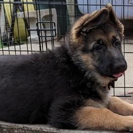 German Shepherd Puppies from Saint Pete Sheps