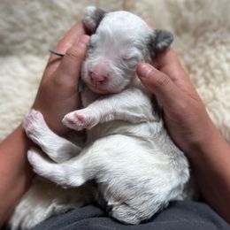 Biscuit (male) - Blue merle and white male Sheepadoodle puppy in Vernonia, Oregon from Life Unleashed Farm