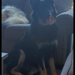 German Shepherds from Heartland Shepherds