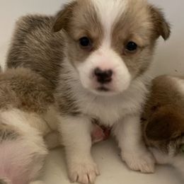 Pembroke Welsh Corgis from Central KY Corgis