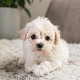 Charlie - White male Maltipoo puppy in Greenville, North Carolina from ENC Goldendoodles