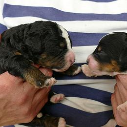Bernedoodle and Goldendoodle Puppies from Doodles are Amazing