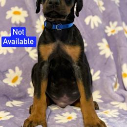 Blue Collar - Black and rust male Doberman Pinscher puppy in Lake City, Florida from Paintedcrazy Doberman Pinchers