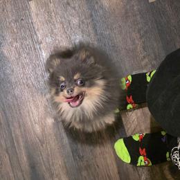 Gene Belcher - Blue and tan male Pomeranian puppy in Smithville, Texas from Lafary Poms