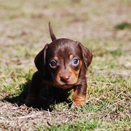 AKC Cosmo - Chocolate and tan male Dachshund puppy in Billings, Missouri from Bundles of Joy