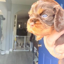 Rapunzel - Chocolate female Cavalier King Charles Spaniel puppy in Spring Hill, Florida from Wonderland Cavaliers