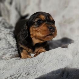 Juniper - Black and tan male Dachshund puppy in Pasco, Washington from Loyal Lil Dachshunds