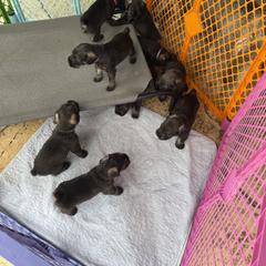 Standard Schnauzer Puppies from Dragos Kennel