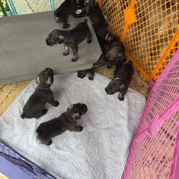 Standard Schnauzer Puppies from Dragos Kennel