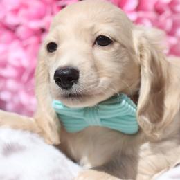 Clover - Cream male Dachshund puppy in Woodbine, Georgia from Bowdachs Cream Pies