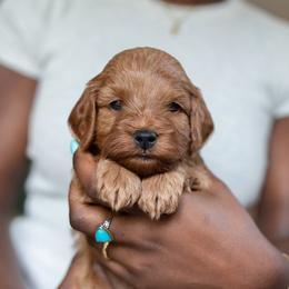 Mia - Red female Cavapoo puppy in Medford, Oregon from Birdie's Nest