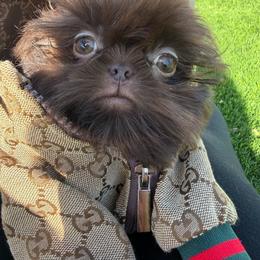 Prince Mahogany - Chocolate male Shih Tzu puppy in Colorado Springs, Colorado from Shih Tzu’s  ‘N’ Love
