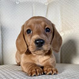 Dachshund Puppies from Hidden Haven Dachshunds