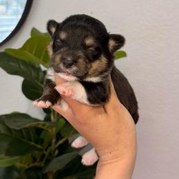 Tri Male - Black and tan male Pembroke Welsh Corgi puppy in Moreno Valley, California from Corgi Dobie Co.