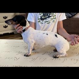 Clemmy - Dachshund