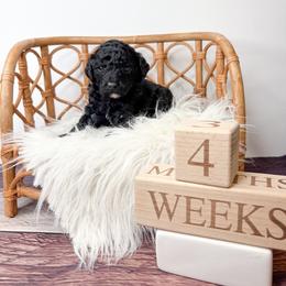 Maui - Black male Goldendoodle puppy in from Pink Poodles and Doodles