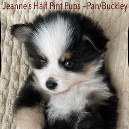 Pan - Black and white male Pomsky puppy in Cottrellville, Michigan from My Half Pint Pups