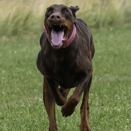 Doberman Pinschers from Little Dragon Dobermans