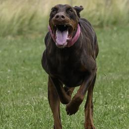 Doberman Pinschers from Little Dragon Dobermans