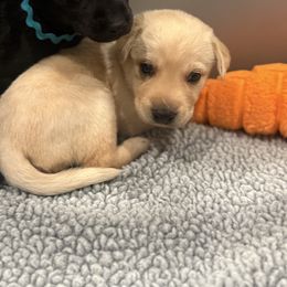 Rainbow collar female - Yellow female Labrador Retriever puppy in Gainesville, Georgia from Rucker Retrievers