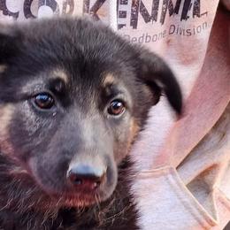 Teal Collar Girl - Black and tan German Shepherd puppy in Crockett, Texas from Classic German Shepherds