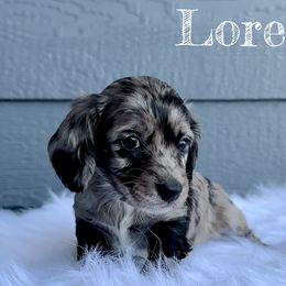 Loretta - Black Dachshund puppy in Clyde Park, Montana from Boondachs FKA Koch’s Mini Dachshunds