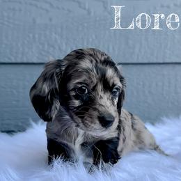 Loretta - Black Dachshund puppy in Clyde Park, Montana from Boondachs FKA Koch’s Mini Dachshunds