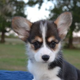 Pancake - Black and tan female Pembroke Welsh Corgi puppy in Edna, Texas from MG Corgis