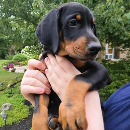 Miss Tangerine - Black and rust female Doberman Pinscher puppy in Chagrin Falls, Ohio from Schloss Velburg Dobermanns