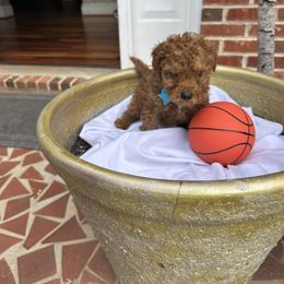 Boy 7 - male Goldendoodle puppy in Mint Hill, North Carolina from DoodleForever