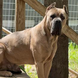Ezra - Cane Corso