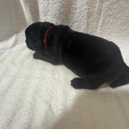 Red Boy - Black male Newfoundland puppy in Seffner, Florida from Tampa Bay Farm