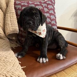 Shadow - Black brindle female Cane Corso puppy in Utah from 3Lake Kennelz