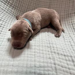 Light blue collar - Silver male Dilute Retriever puppy in Valley Center, California from Stunning Silver Bullets Labradors