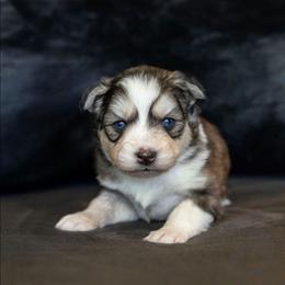 Mira - Tri-color female Pomsky puppy in Sumter, South Carolina from Emerald Skies Pomskies