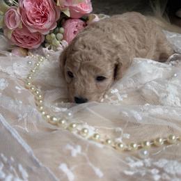 Pearl - Cream female Poodle puppy in Poplarville, Mississippi from Southern Belle Poodles