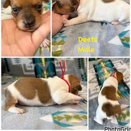 Deets - White and sable male Teddy Roosevelt Terrier puppy in Farmersville, Texas from The Oasis Teddy Roosevelt Terriers