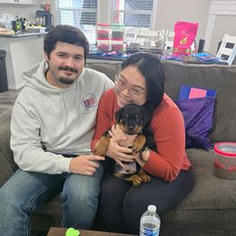 Dark purple - Black and mahogany male Rottweiler puppy in Lebanon, Oregon from SOUTH SANTIAM ROTTWEILERS