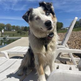 American Corgi, Australian Shepherd, and Pembroke Welsh Corgi All Grown Up from Clover S Farm