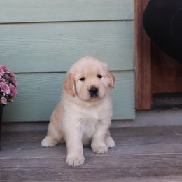 Golden Retriever Puppies from A Refined Canine