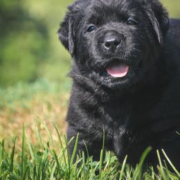 Midas - Black male Labrador Retriever puppy in Pella, Iowa from Prodigy Farms Therapy Dogs