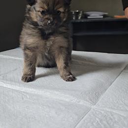 Pomeranian Puppies from Itty bitty friends