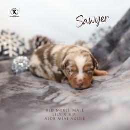 Sawyer- RMM - Red merle male Miniature Australian Shepherd puppy in Nacogdoches, Texas from TK Standard, Mini, & Toy Aussies