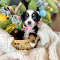 Moana - female Australian Mountain Doodle puppy in Randolph, Utah from Dry Canyon Pups