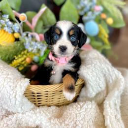 Moana - female Australian Mountain Doodle puppy in Randolph, Utah from Dry Canyon Pups